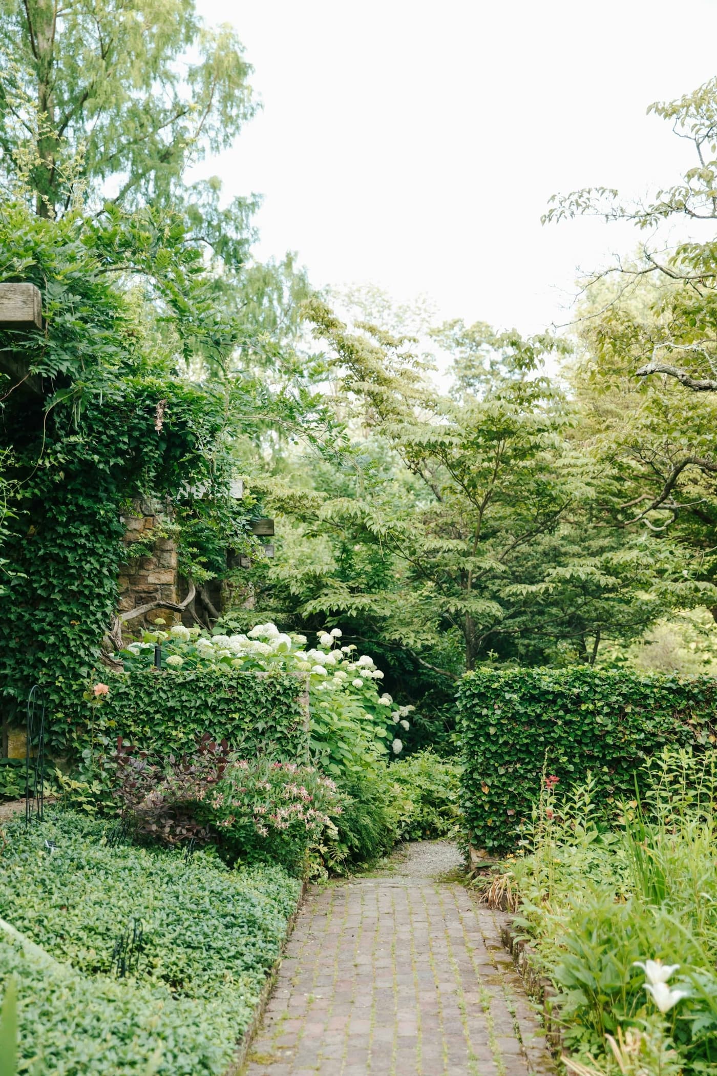 Lush green garden with ivy-covered stone walls, white hydrangeas in bloom, clipped hedges and a moss-jointed brick path leading through