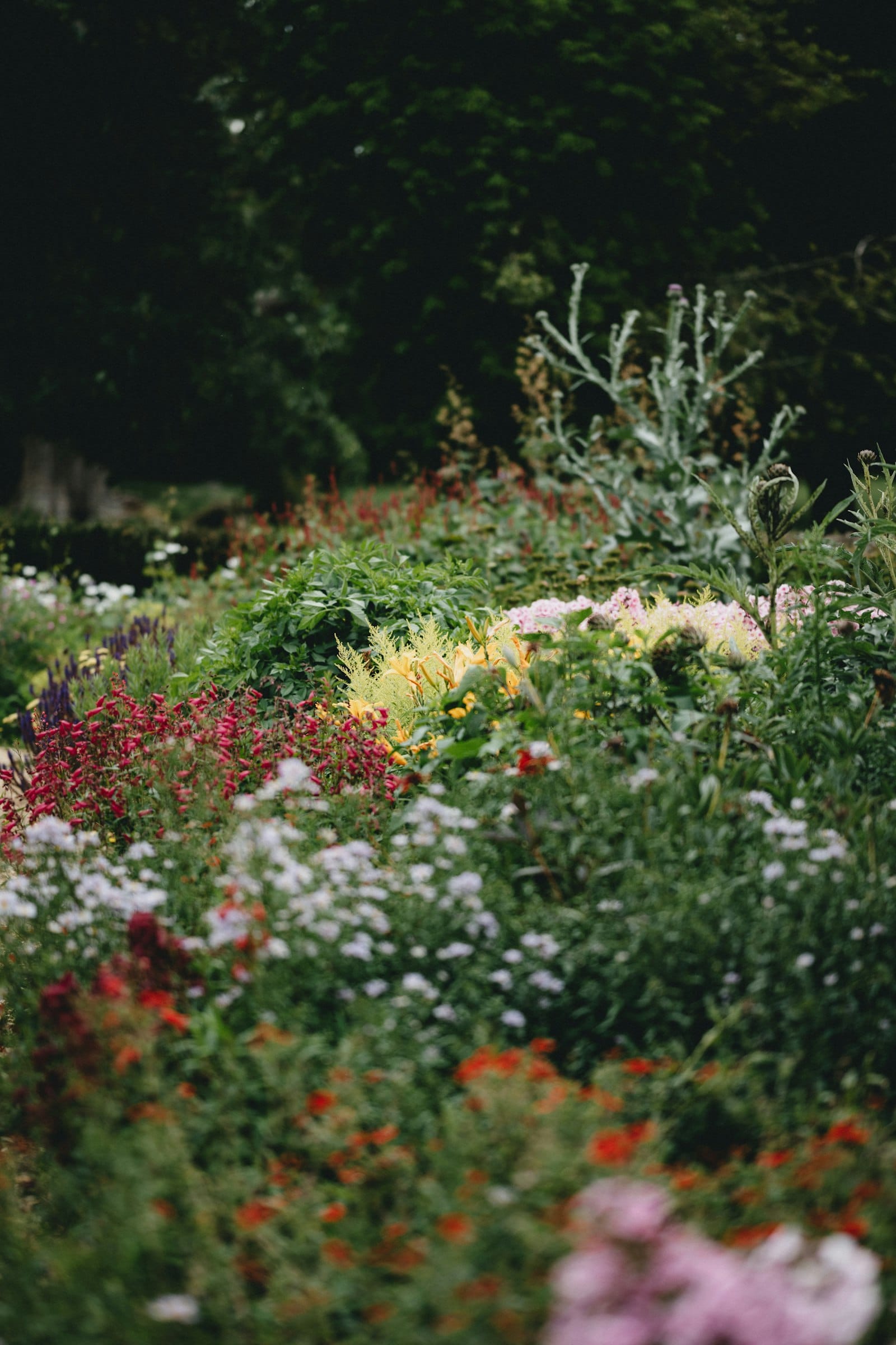 Deep mixed perennial border in full bloom — magenta salvia, white asters, yellow daylilies and silvery thistle foliage layered in front of dark trees