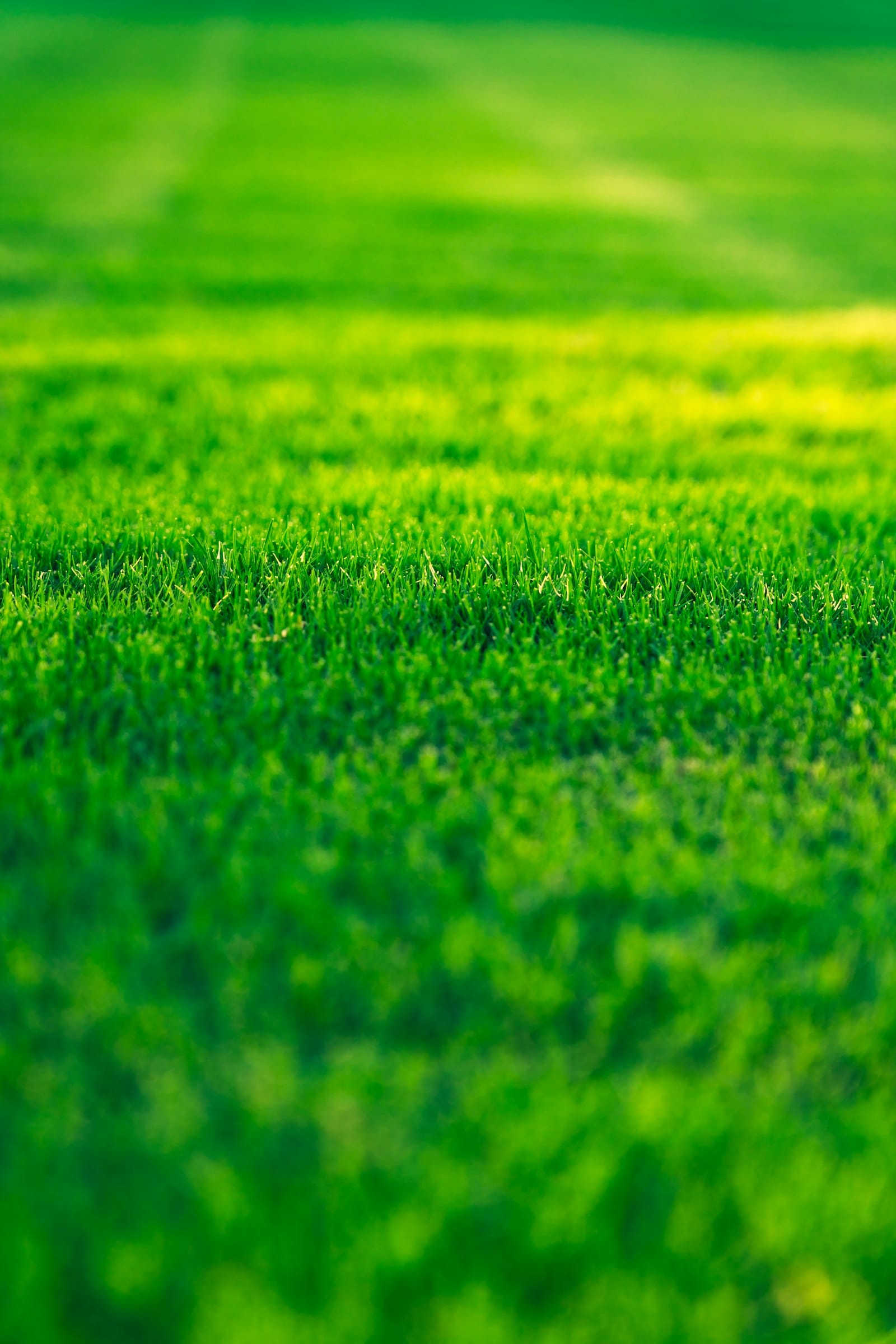 Close-up of thick, healthy green lawn grass with soft mowing stripes running across it