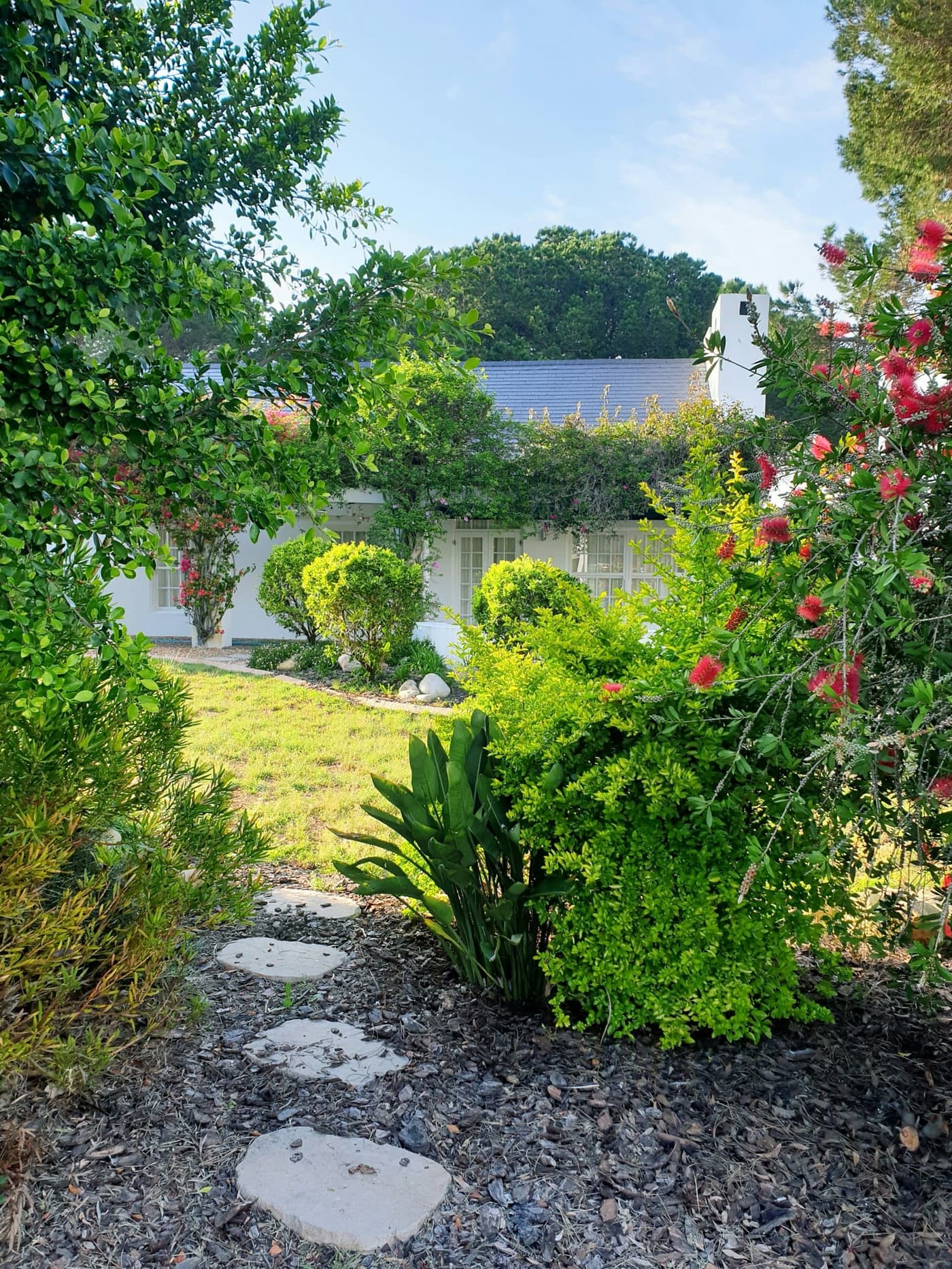 Clipped evergreen shrubs and a flowering red bottlebrush in a freshly mulched bed with flagstone stepping stones, in front of a white cottage