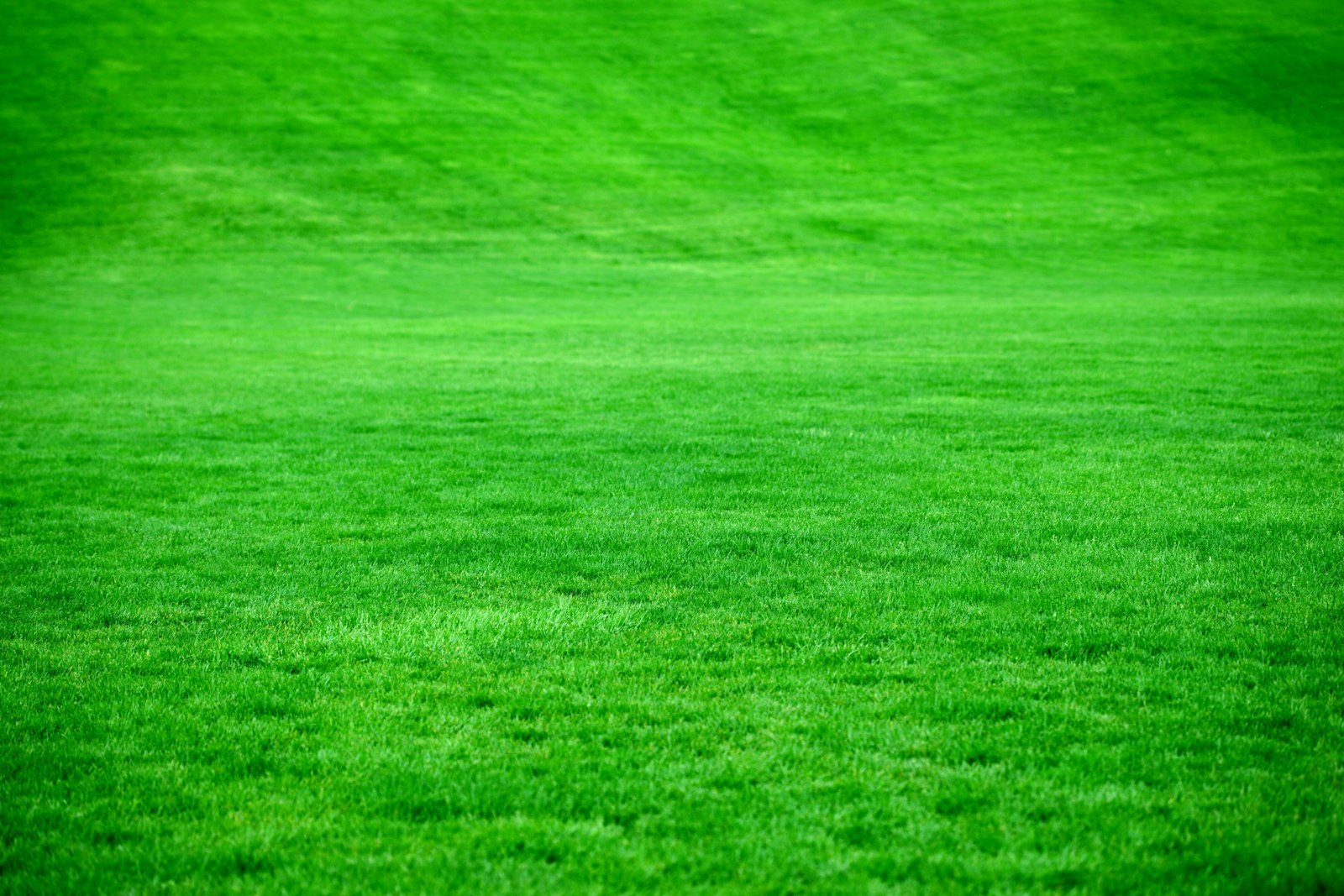 Broad expanse of neatly mown green lawn with soft banding left by the mower
