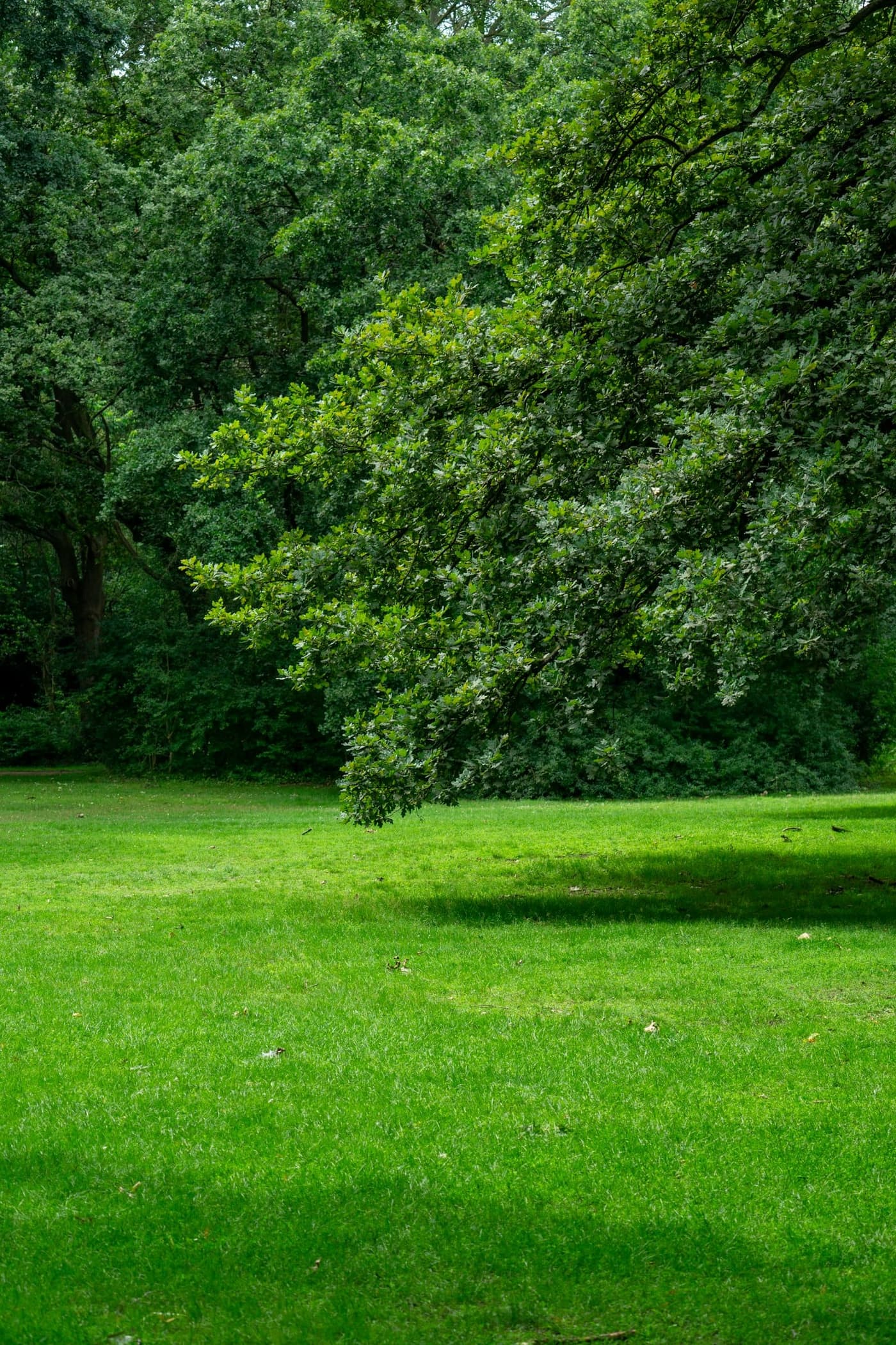 Wide sweep of green lawn beneath the spreading branches of a mature oak, with scattered leaf litter and dense woodland behind
